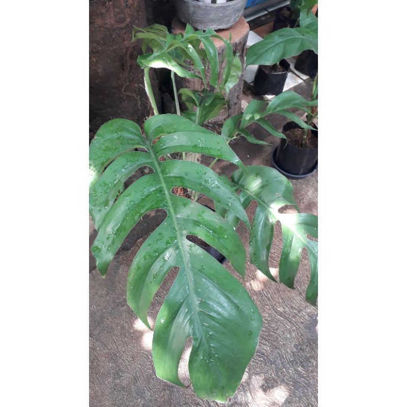monstera ekor naga