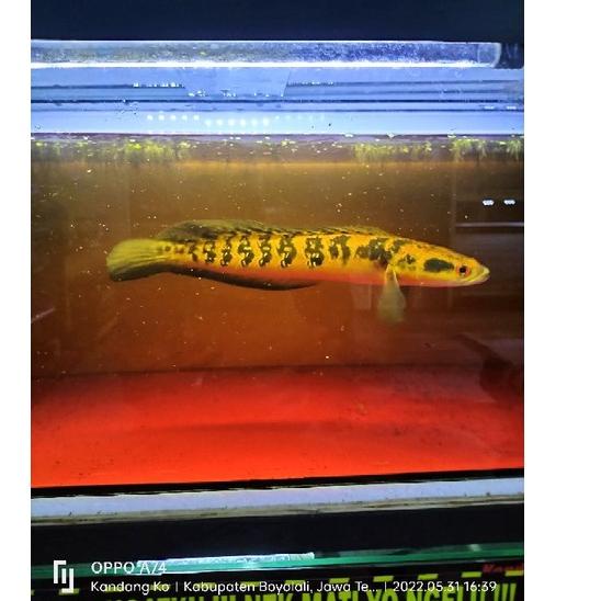 Sangat Nyaman.. Ikan Hias channa Maru Yellow Sentarum Mata Merah