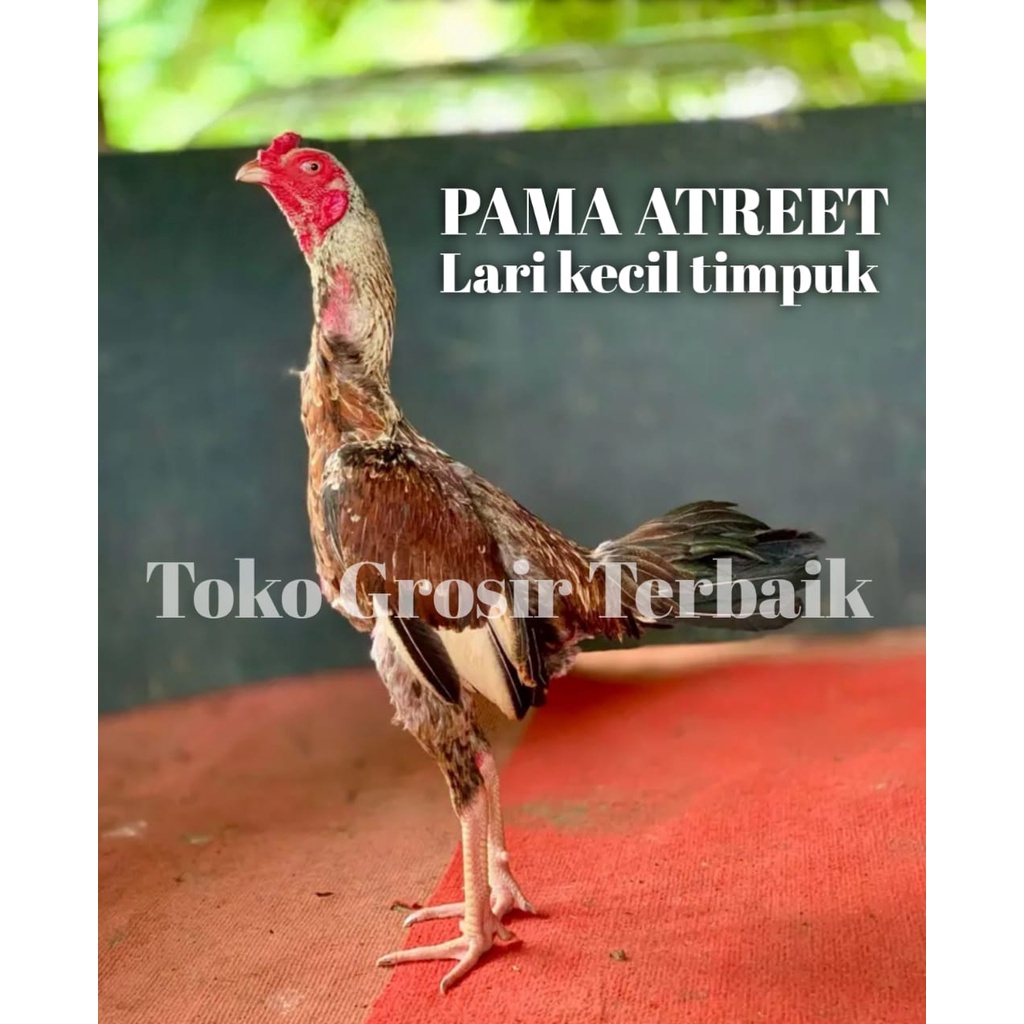ayam bangkok pama IQ asli atreet tampar lari timpuk telur tetas garansi 3 hari per pcs