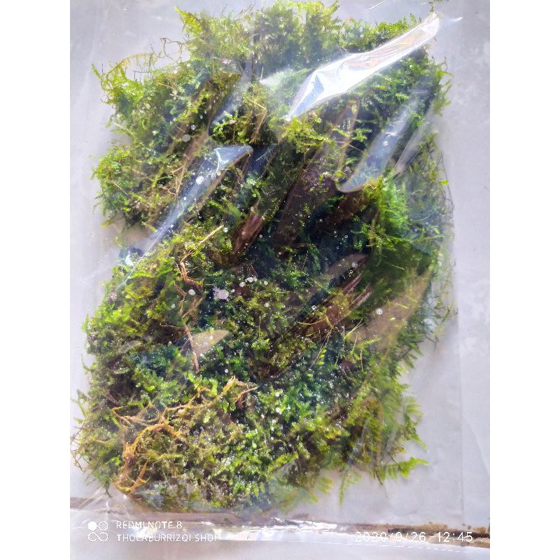 java moss. weping moss full air