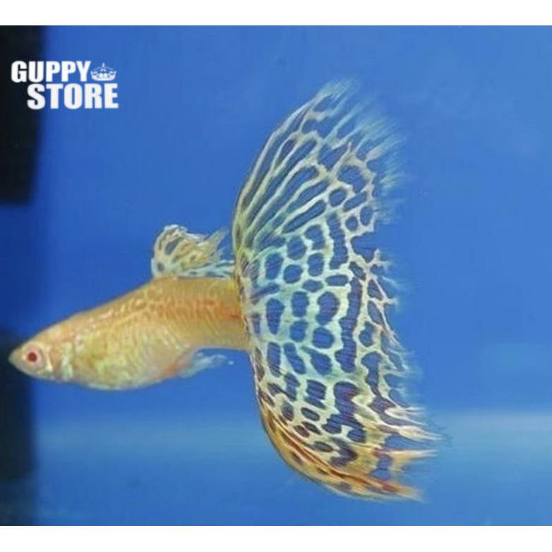 Ready Ikan Hias Ikan Guppy Yellow Cobra Ikan Hias