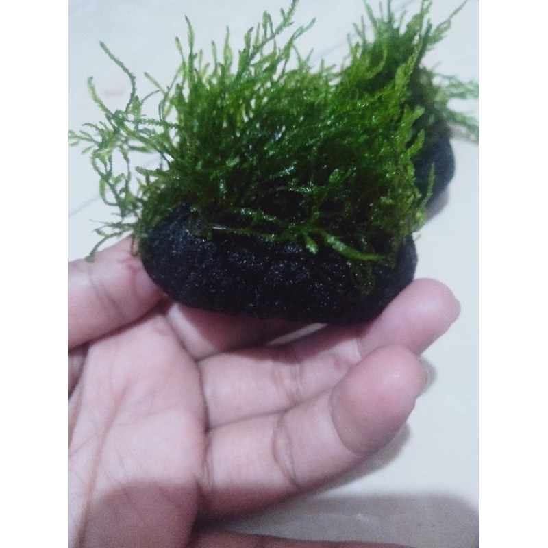 mos falme media wabikusa