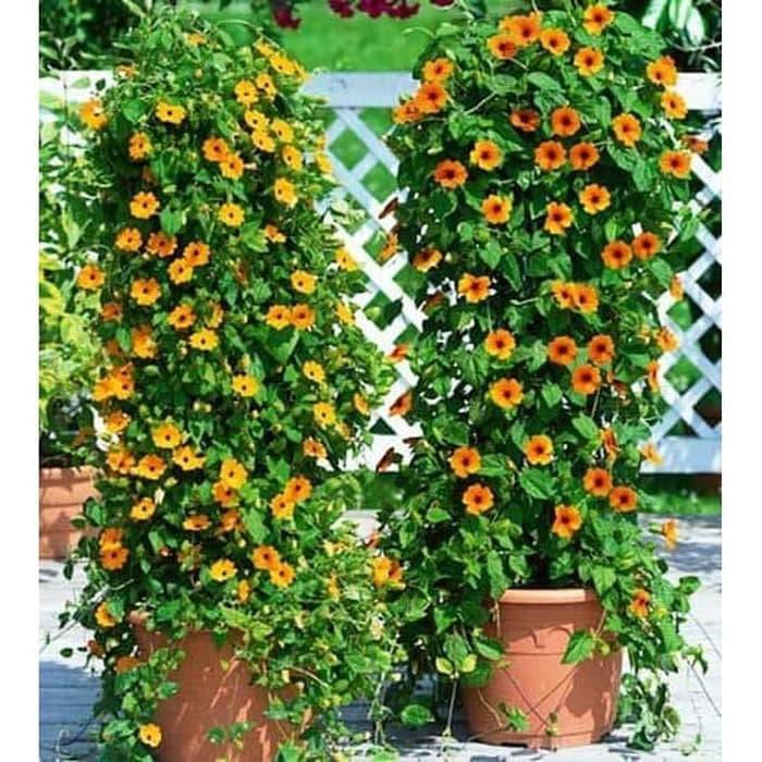 Benih  Biji Black Eyed Susan Vine / Thunbergia Alata