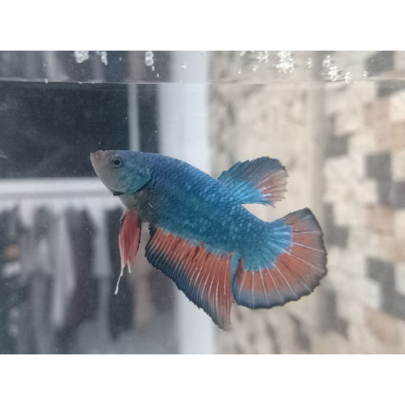 ikan cupang plakat