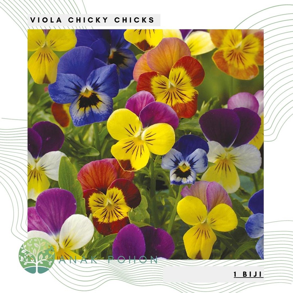 Benih Bibit Biji - Bunga Viola Chicky Chicks Flower Seeds - IMPORT