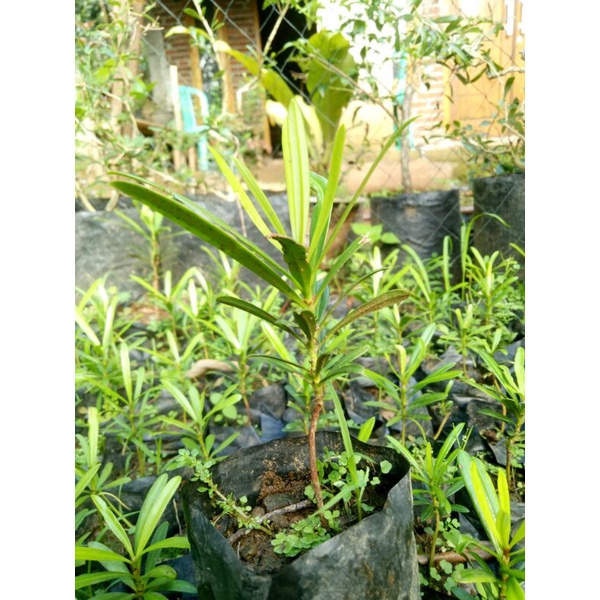 bibit lohansung mawar
