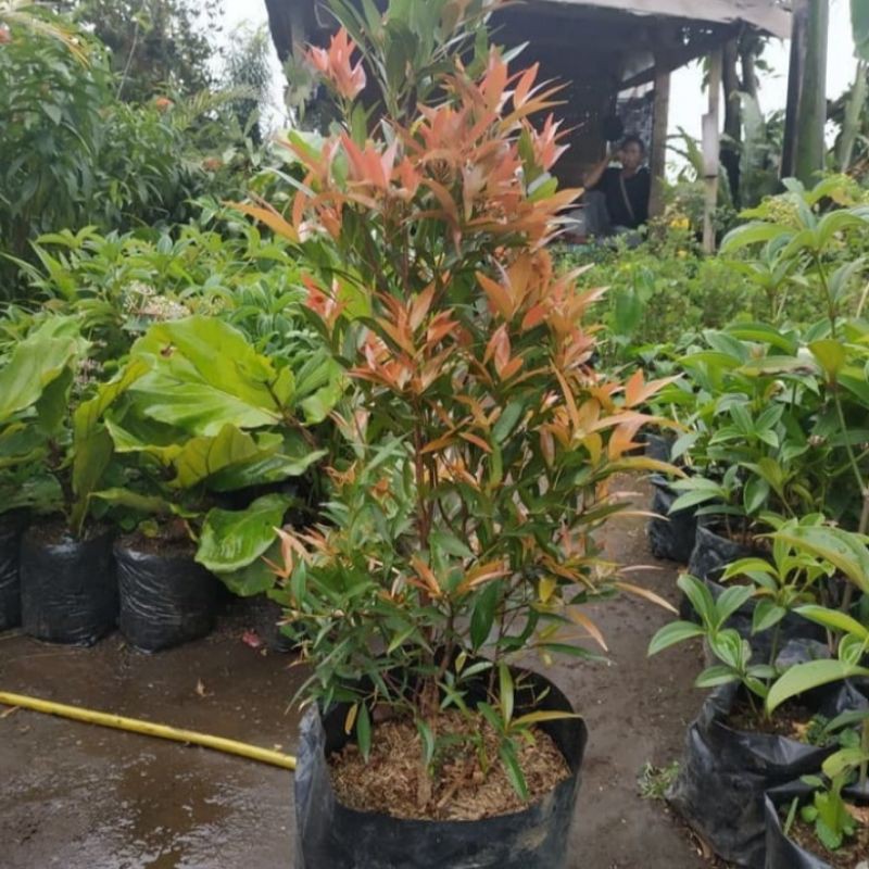 tanaman hias pucuk merah 1 meter - pucuk merah biji