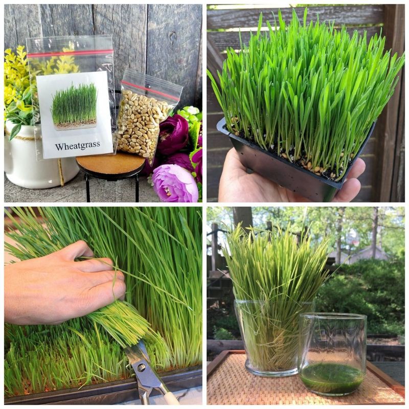 GANDUM MINI - Biji Gandum Untuk Kelinci Wheatgrass Kelinci Makanan Organik Kelinci Makanan Sehat Kelinci