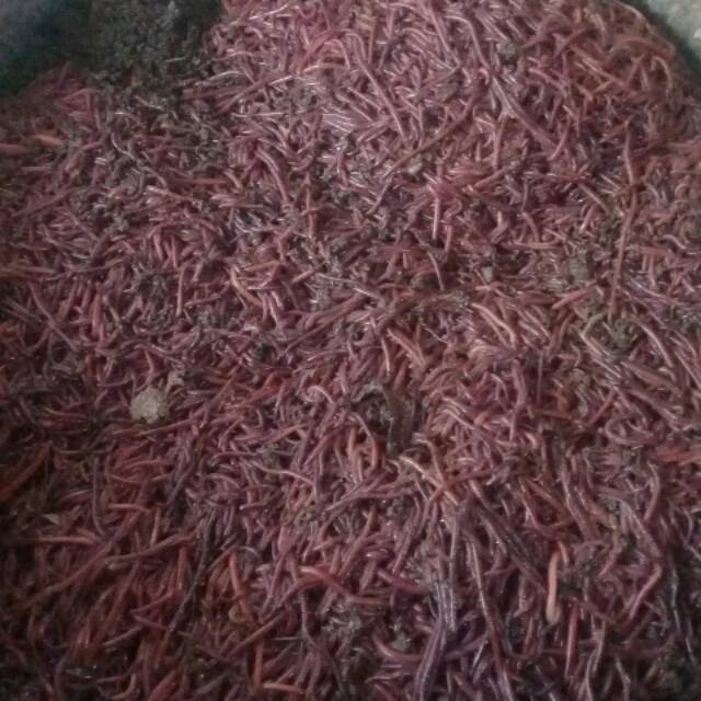 Cacing Tanah Lumbricus