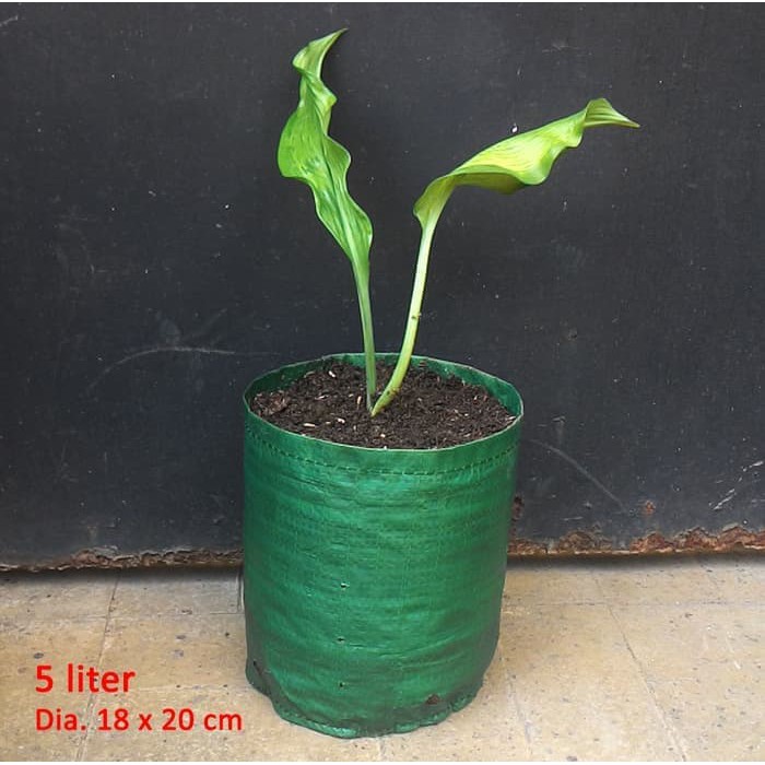 Promo PLANTER BAG 5 Liter Limited