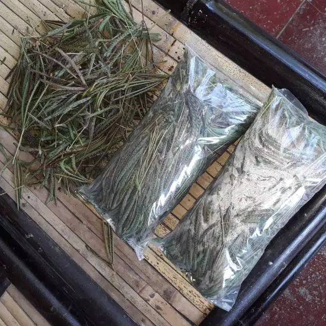 

Daun putri malu