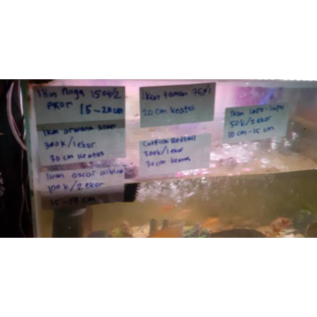 Arwana 1 +oscar albino 2 +ikan naga 2 +ikan toman 1 +redtail catfish 1 + ikan sapu sapu 2