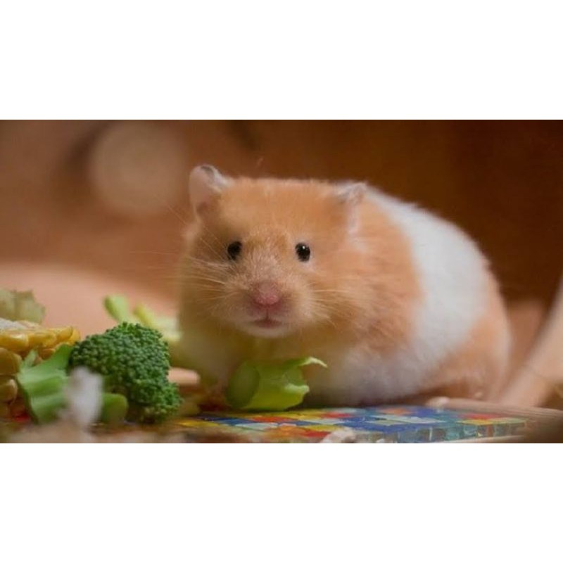 Hamster Campbell, winter white, Hybrid Golden / argente