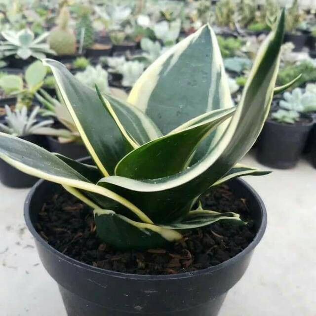 Tanaman hias sansivera pagoda - Sansivera mini - sansivera gold