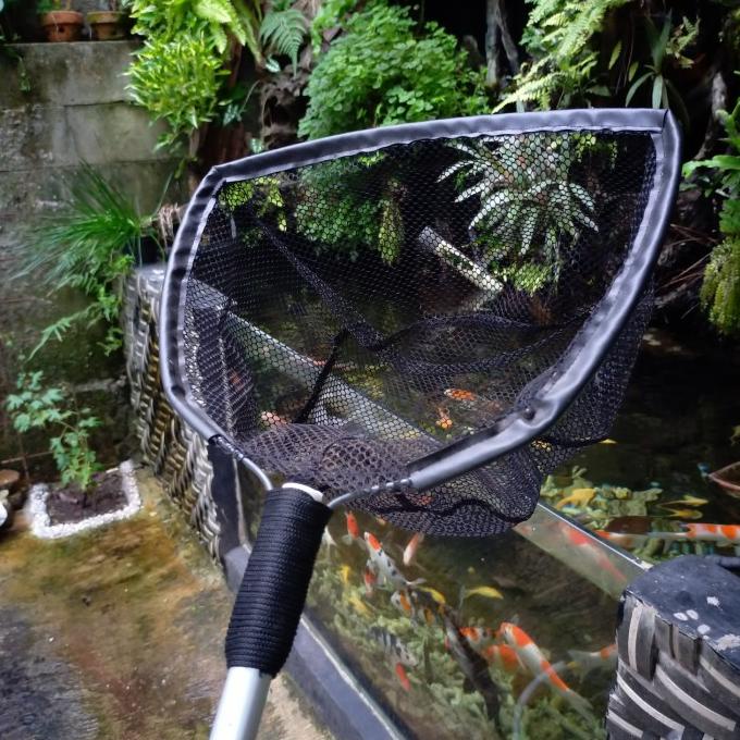 seser ikan koi besar serokan ikan besar kolam