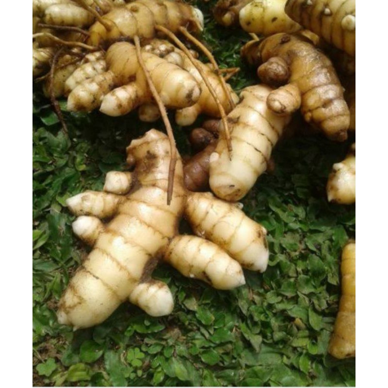 

temu putih segar herbal 1kg