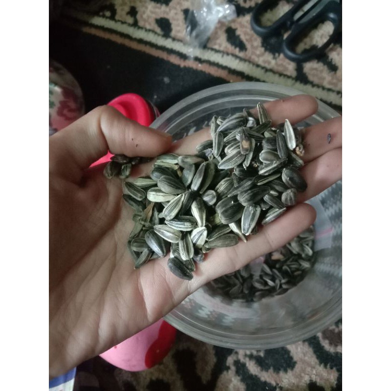 Biji bunga matahari