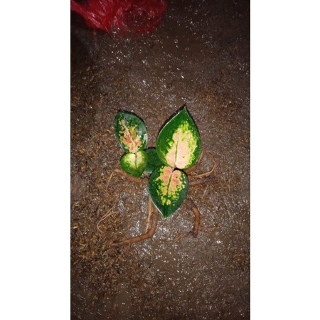 aglonema sultan brunei baby