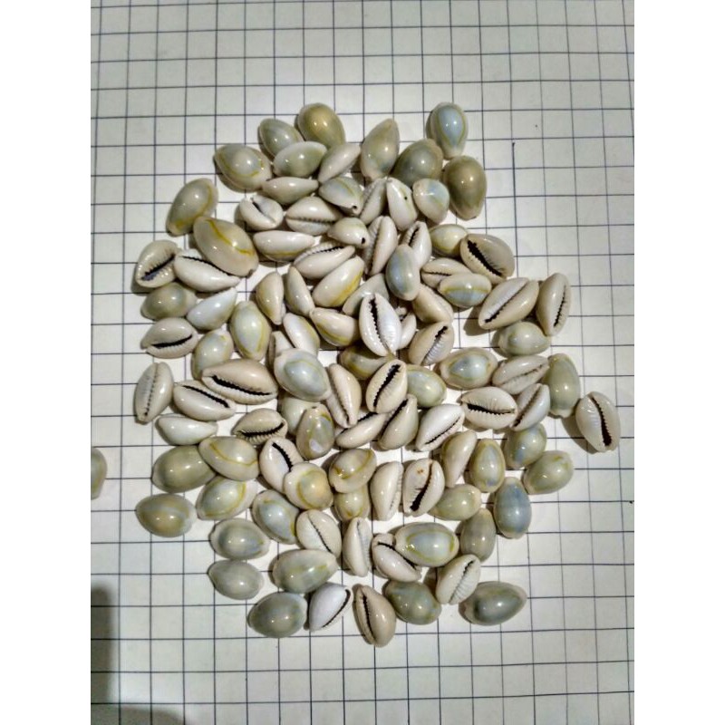 

biji congklak kerang kuwuk isi 100pcs