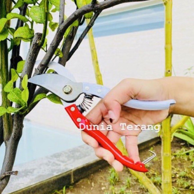 BEST SELLER !!! Gunting Dahan Ranting Bunga Bonsai MERAH PUTIH Stek MASSAKI 8” 8inch Stainless Steel Gagang Besi