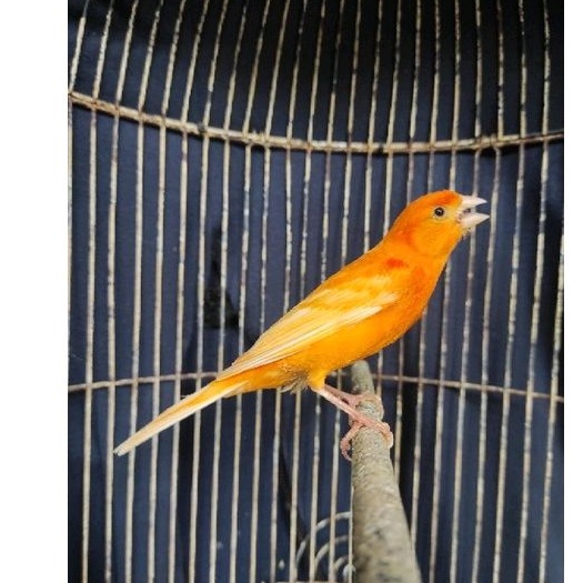 Burung kenari merlok gacor durasi panjang