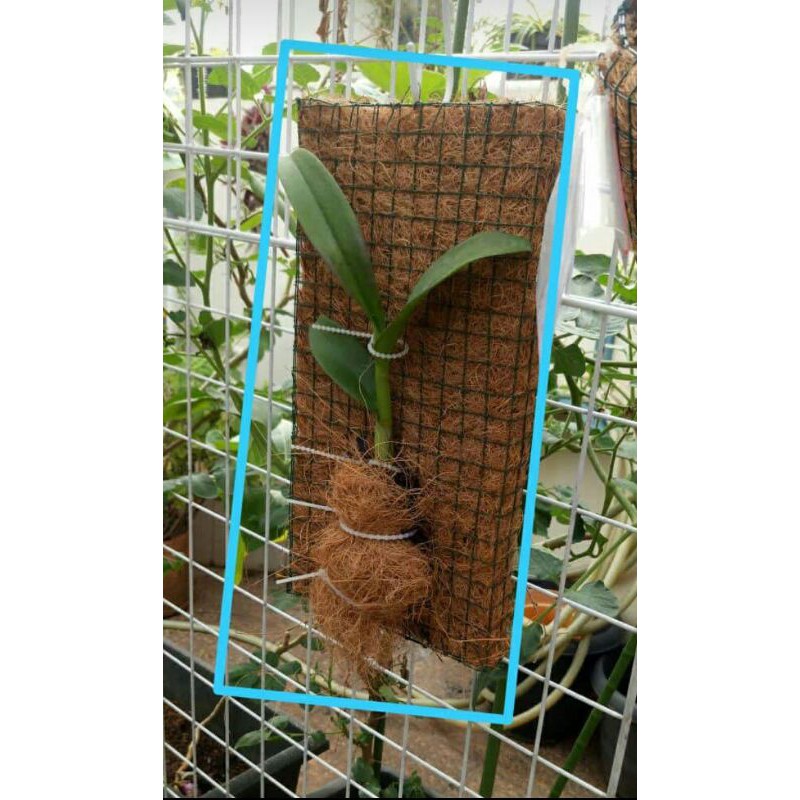 

MEDIA TANAM ANGGREK//MURAH/PAPAN TEMPEL ANGGREK/PAOAN PINUS