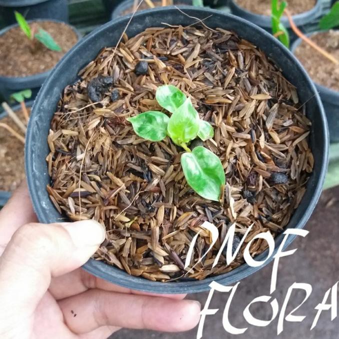 Philodendron billietiae / kabel busi bonggolan