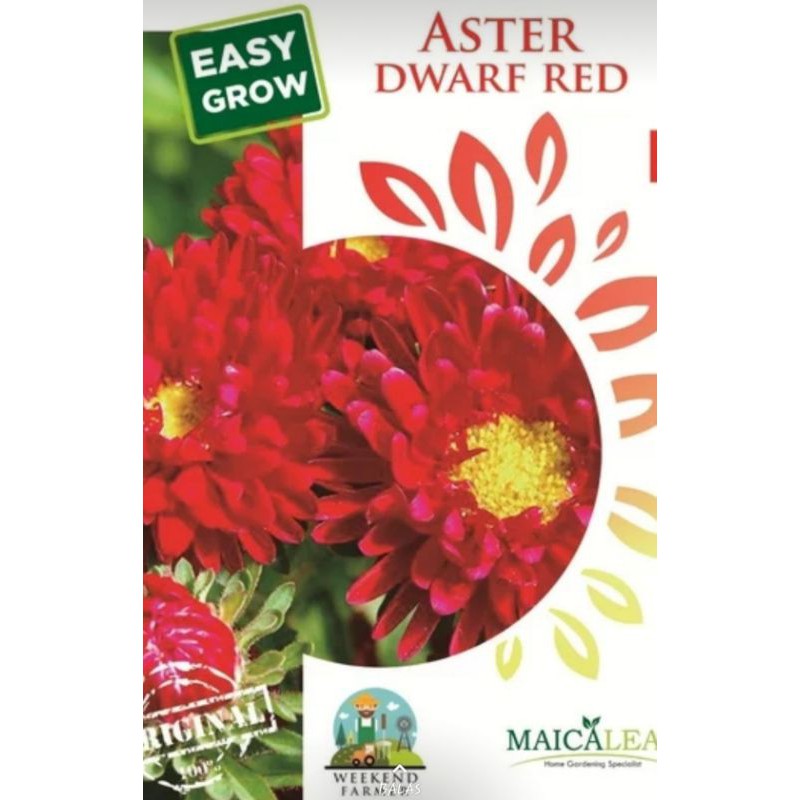 Biji Bunga ASTER DWARF RED