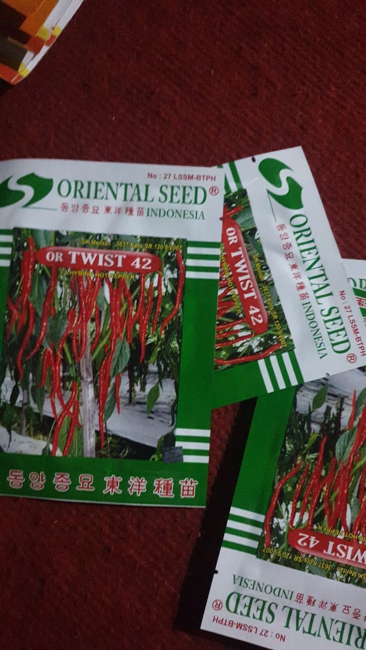 Benih Cabe Keriting Or Twist 42 Cabe Keriting