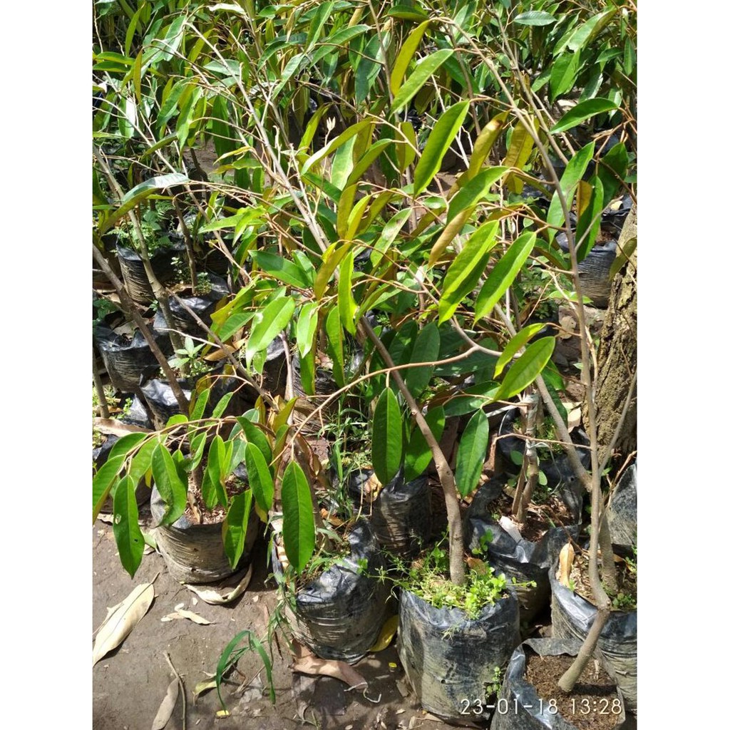 %1 Bibit Durian Musang King Kw Super