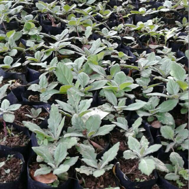 Bibit Umbi Daun Dewa Ubi Samsit Pohon Tanaman Ungu