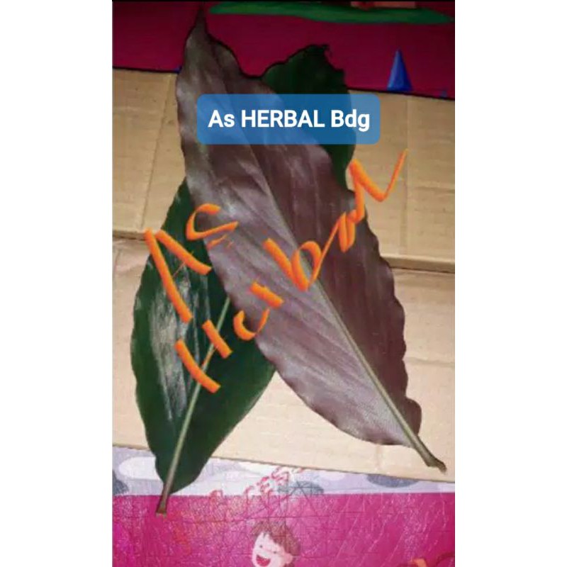 

Daun Kecombrang atau Honje per 10 lembar-az