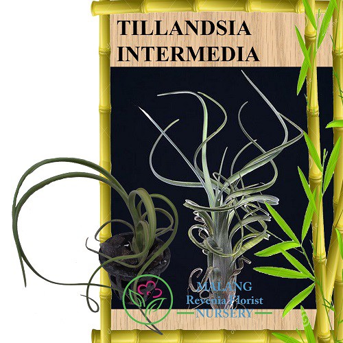 Tanaman Tillandsia Intermedia