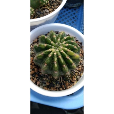 gymnocalycium subdenudata varigata