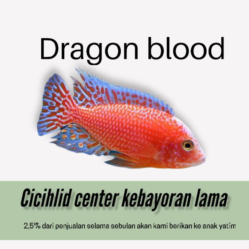 ikan cichlid Africa dragoon blood
