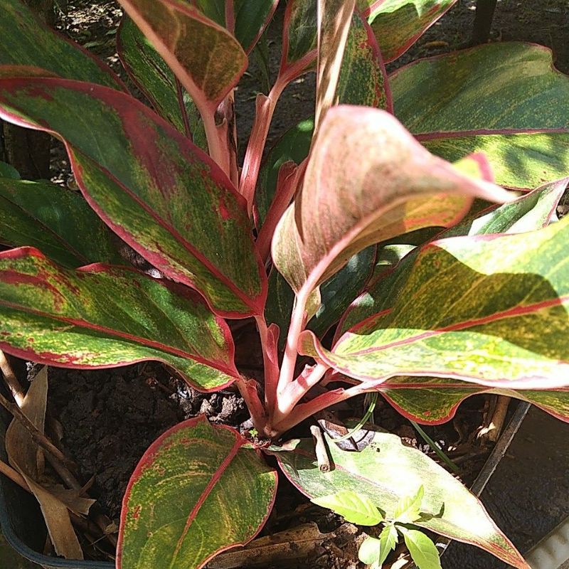 agronema lipstik siam