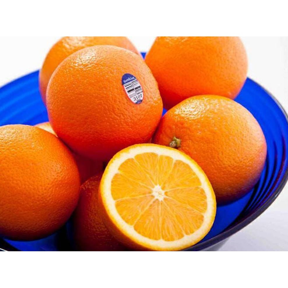 Cll Bibit Tanaman Buah Mangga Mahatir 60Cm