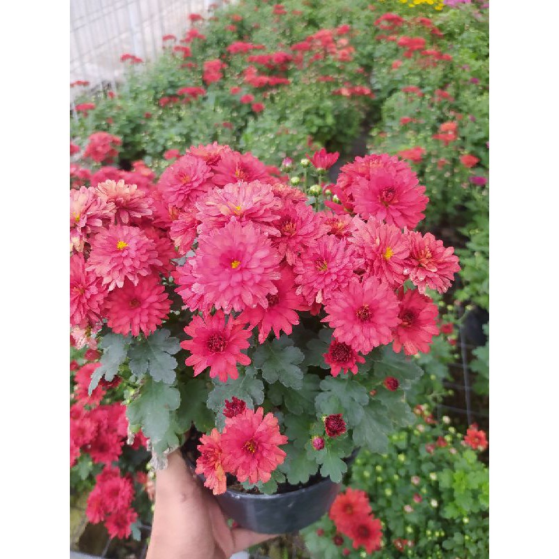 {PRODUK TERUPDATE} KRISAN ASTER 6 POHON WARNA MERAH COD TANAMAN HISAS HIDUP ASLI