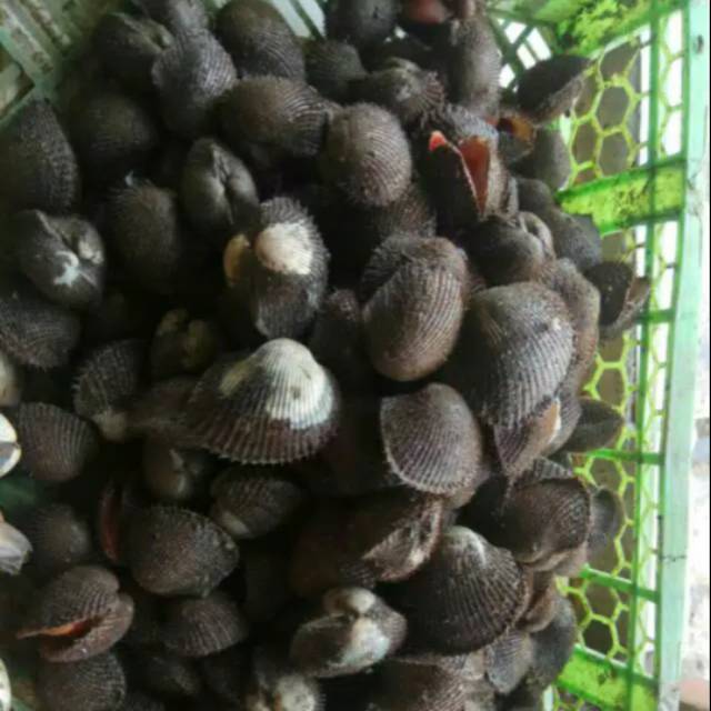 

Kerang Bulu ( 500gr/1kg )