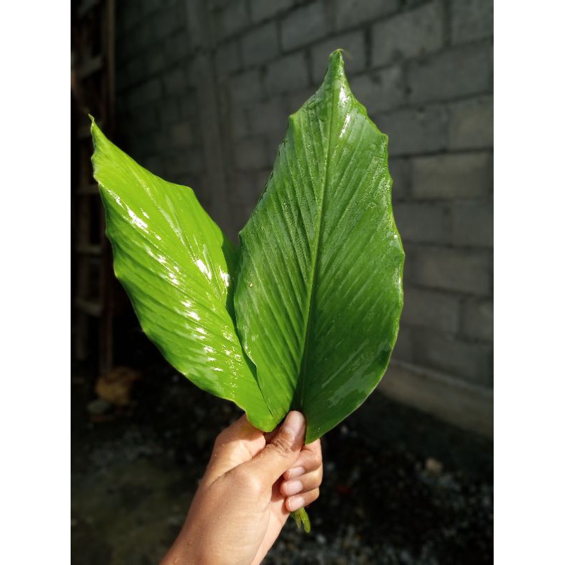 

Daun kunyit segar 5 lembar(seribu dapat 5 lembar,termurah)
