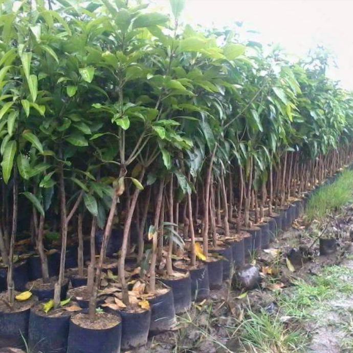 n4wf diskon bibit hidup buah mangga lali jiwo manalagi unggulan np@