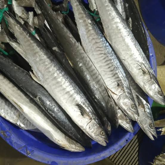 

Ikan Tenggiri Bulat Segar 1000 Gram