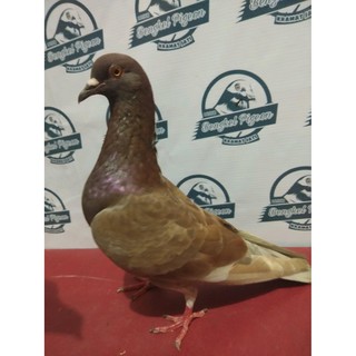 Burung Merpati Dara Bahan Kolongan Tinggian Giring Tritis Blorok