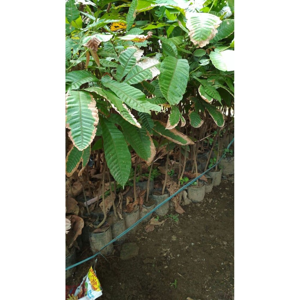 Bibit Buah Matoa Merah