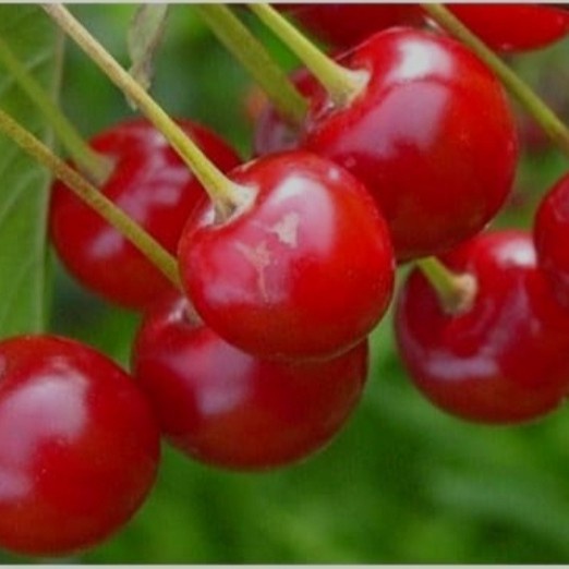 BIBIT TANAMAN BUAH CHERRY BARBADOS-BARBADOS CERI