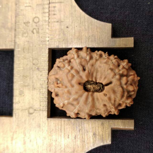 Rudraksha jenitri genitri mukhi 16 P21mm x L12 mm