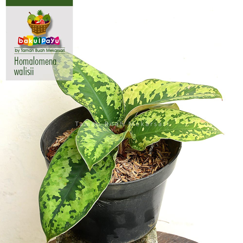 Tanaman Hias Homalomena Walisi