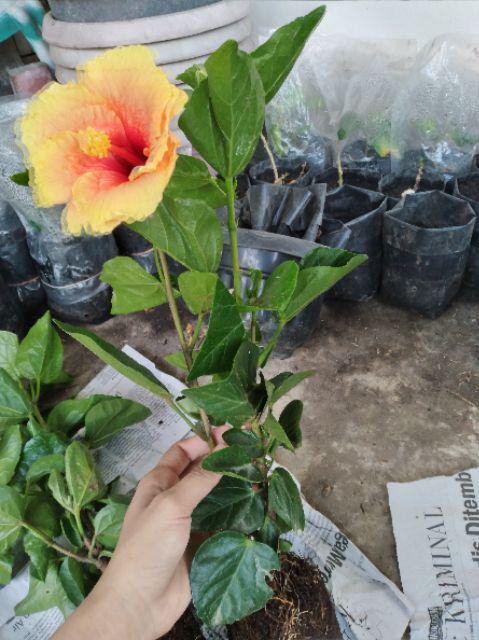 Tanaman Hias Bunga Hibiscus Yellow Banana