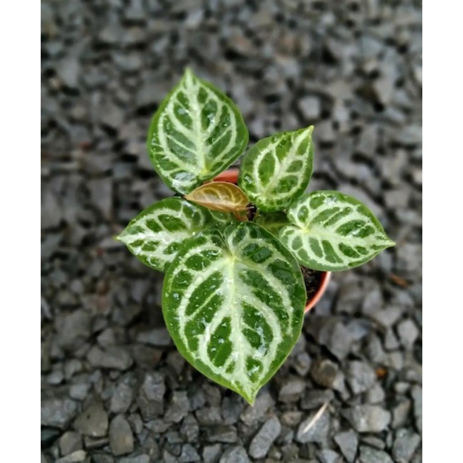 anthurium dorayaki silver