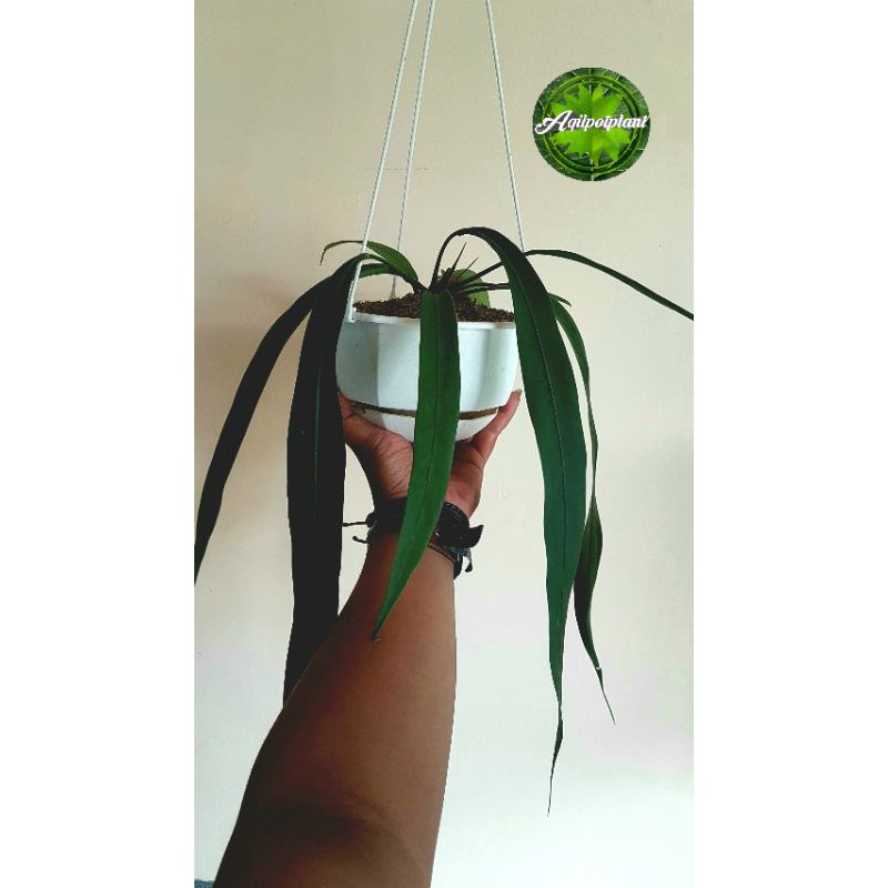 Anthurium Dasi / Anthurium Vittarifolium